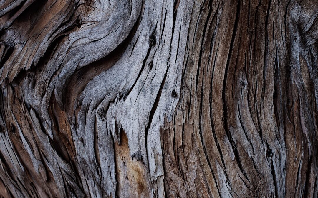 Why Eucalyptus Plywood Might Be Your Next Best Choice
