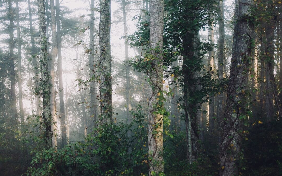 Speedy Saplings: The Best Fast-Growing Trees for Firewood